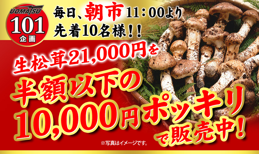 101企画　毎朝、朝一11：00より先着10名様！！生松茸21,000円を半額以下の10,000円ポッキリ販売中！ 