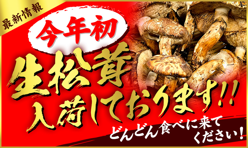 最新情報　今年初　生松茸入荷しております！！　どんどん食べに来てください！